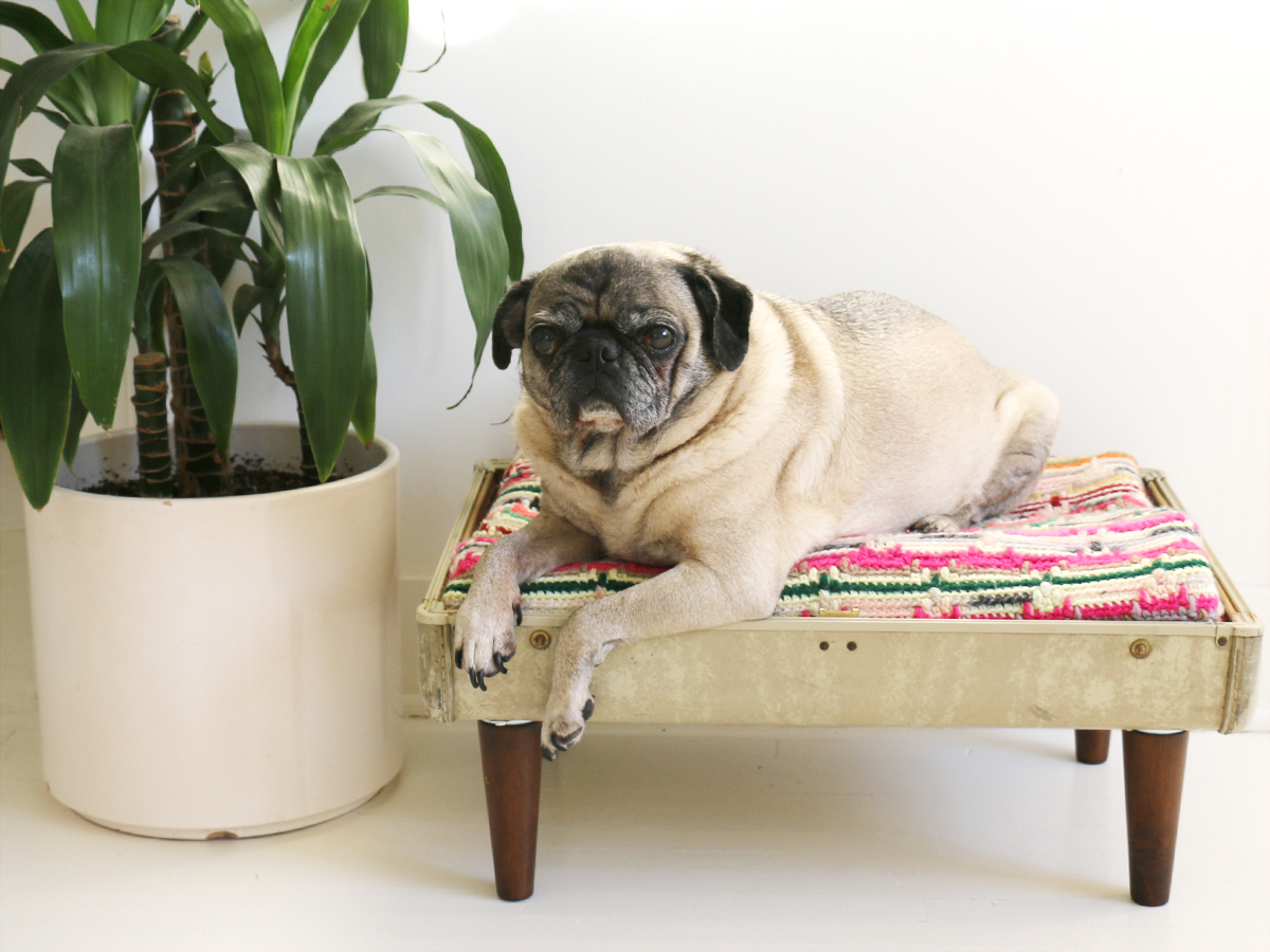 DIY: How To Turn a Vintage Suitcase Into an Adorable Dog Bed