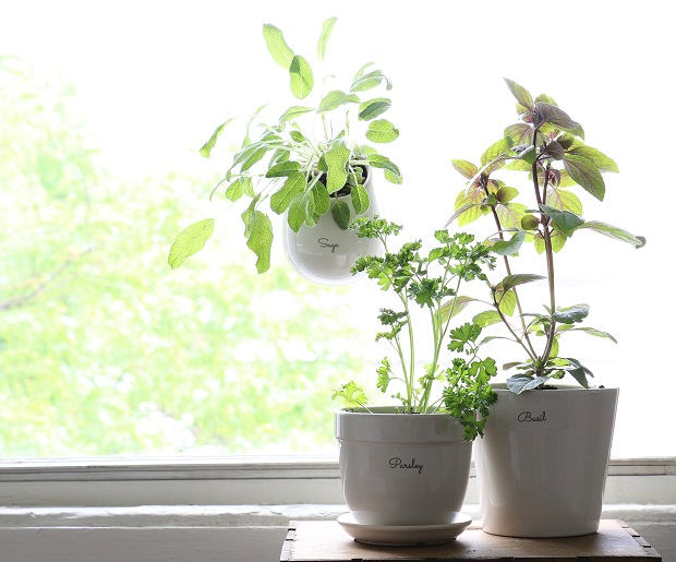 Simple Steps to an Indoor Herb Garden