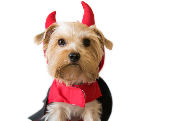 Send Us Pics of Your Pet in a Halloween Costume