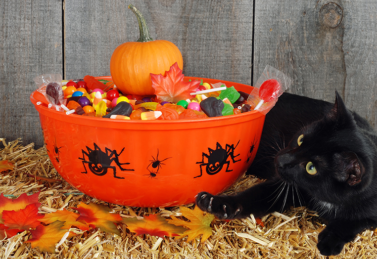 Poll: What Is Your Favorite Halloween Candy?
