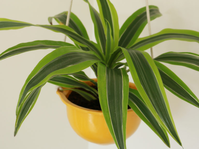 How to Make an Easy DIY Hanging Planter RentACenter