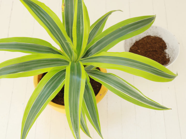 How to Make an Easy DIY Hanging Planter RentACenter