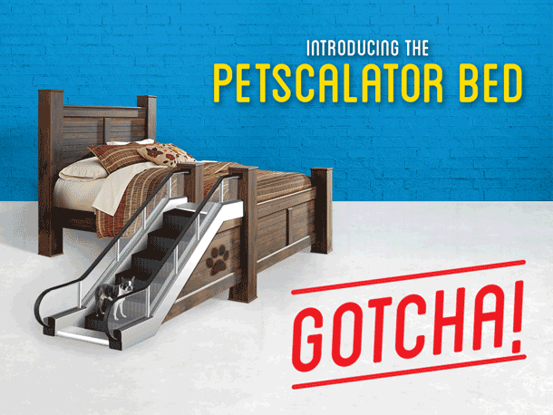 Introducing the Petscalator Bed