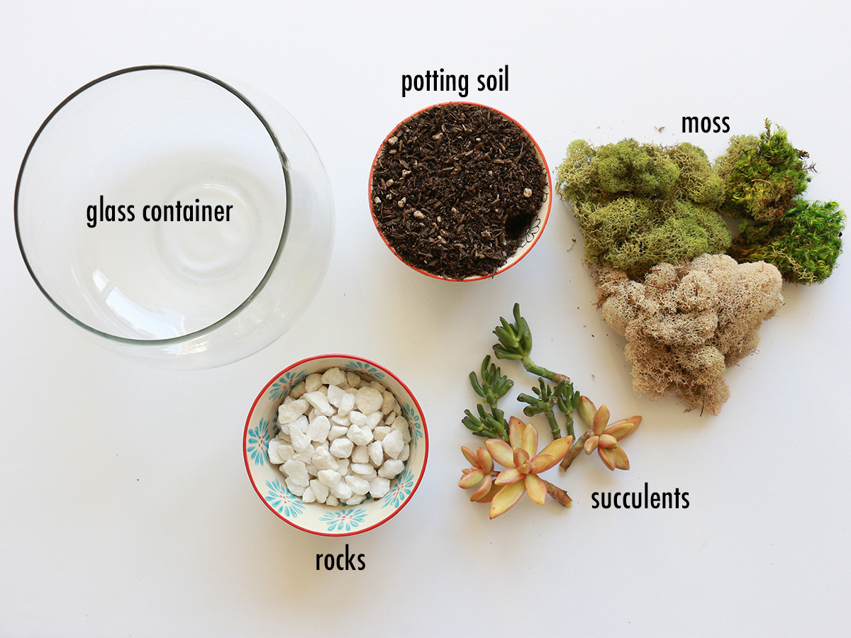 How to Make an Easy DIY Terrarium RentACenter