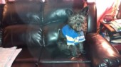 Black dog on leather couch
