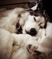 Dog sleeping on couch