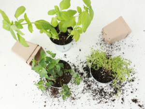 Next, add in the plants and any additional soil, if necessary.